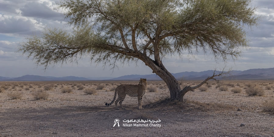 کاشت ۱۳ هزار درخت تاغ در پارک ملی توران
