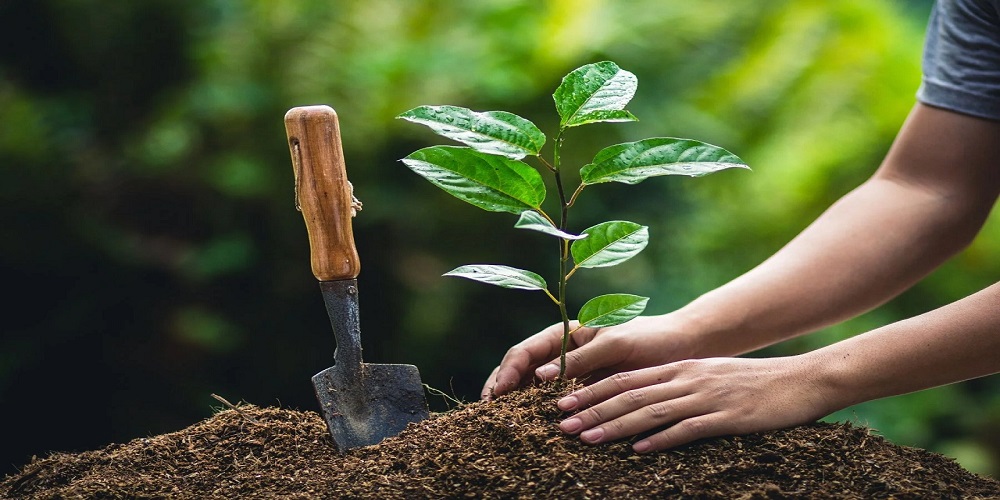 کاشت درخت هدیه توسط خیریه نیکان ماموت